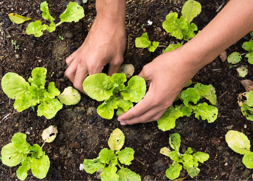 Quel légume planter en avril pour éviter le gel ?